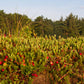 100 Perennial CRANBERRY American Vaccinium Macrocarpon Red Fruit Bush Seeds