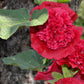 25 SCARLET DOUBLE Red HOLLYHOCK Alcea Rosea Flower Seeds Perennial