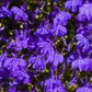 200 CRYSTAL PALACE LOBELIA Regatta Purple Blue Lobelia Erinus Flower Seeds