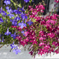 200 MIXED COLORS LOBELIA Regatta Lobelia Erinus Flower Seeds