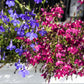 200 Red CRIMSON FOUNTAIN LOBELIA Erinus Trailing Flower Seeds