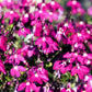 200 Red CRIMSON FOUNTAIN LOBELIA Erinus Trailing Flower Seeds