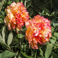 10 TREE PEONY Mountain Paeony Paeonia Suffruticosa Arborea Mixed Colors Red Pink White Purple Yellow Bicolor Flower Shrub Seeds