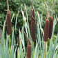 50 CATTAILS Cat Tails Typha Latifolia Water Pond Grass Flower Seeds