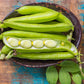 50 BABY LIMA BEAN Phaseolus Lunatus Vegetable Seeds