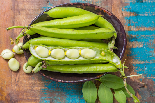 50 BABY LIMA BEAN Phaseolus Lunatus Vegetable Seeds