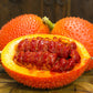 2 GAC FRUIT Gac Melon Vine Momordica Cochinchinensis Seeds