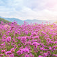 250 COMMON VERVAIN Verbena Officinalis European Herb Pink Purple Flower Seeds