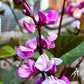 10 Ruby Moon HYACINTH BEAN Lablab Purpureus Blue Purple White Flower Ornamental Vine Seeds