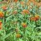 100 SUNSET MILKWEED Asclepias Curassavica Scarlet Blood Flower Red Orange Butterfly Weed Seeds