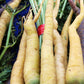 300 LUNAR WHITE CARROT Daucus Carota Vegetable Seeds