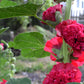 25 SCARLET DOUBLE Red HOLLYHOCK Alcea Rosea Flower Seeds Perennial