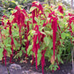 500 LOVE LIES BLEEDING Amaranthus Caudatus (Kiss Me Over The Garden Gate) Flower Seeds
