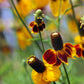 500 MEXICAN HAT Ratibida Columnaris Columnifera Red & Yellow Native Flower Seeds