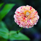 150 CANDY STRIPE ZINNIA Mix Elegans Flower Seeds Mixed Colors with Red Stripes