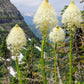 100 BEAR GRASS aka Bear LILY Beargrass Ornamental Xerophyllum Tenax Flower Seeds