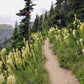 100 BEAR GRASS aka Bear LILY Beargrass Ornamental Xerophyllum Tenax Flower Seeds