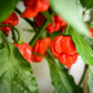 10 Red CAROLINA REAPER PEPPER World's Hottest Capsicum Chinense Hot Chili Vegetable Seeds