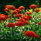 70 RED LYCHNIS Chalcedonica Campion Silene Maltese Cross Flower Seeds