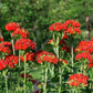 70 RED LYCHNIS Chalcedonica Campion Silene Maltese Cross Flower Seeds