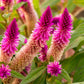100 FLAMINGO FEATHER Wheat CELOSIA Spicata Pink & White Flower Seeds