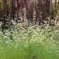 1000 BLUE GRAMA GRASS Gramma Bouteloua Gracilis Flower Mosquito Grass Seeds