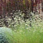 1000 BLUE GRAMA GRASS Gramma Bouteloua Gracilis Flower Mosquito Grass Seeds