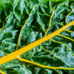 40 YELLOW CANARY SWISS CHARD Beta Vulgaris Perpetual Spinach Vegetable Seeds