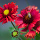 50 BURGUNDY GAILLARDIA Red Indian Blanket Flower Seeds