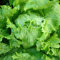 1000 GREAT LAKES LETTUCE Batavian Iceberg Lactuca Sativa Vegetable Seeds