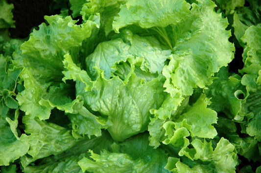 1000 GREAT LAKES LETTUCE Batavian Iceberg Lactuca Sativa Vegetable Seeds
