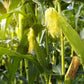 60 BICOLOR CORN DELECTABLE Yellow & White Zea Mays Vegetable Seeds