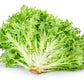 3000 GREEN CURLED ENDIVE (Frisée / Salad Endive / Moss Curled Endive / Escarole) Cichorium Endivia Vegetable Seeds