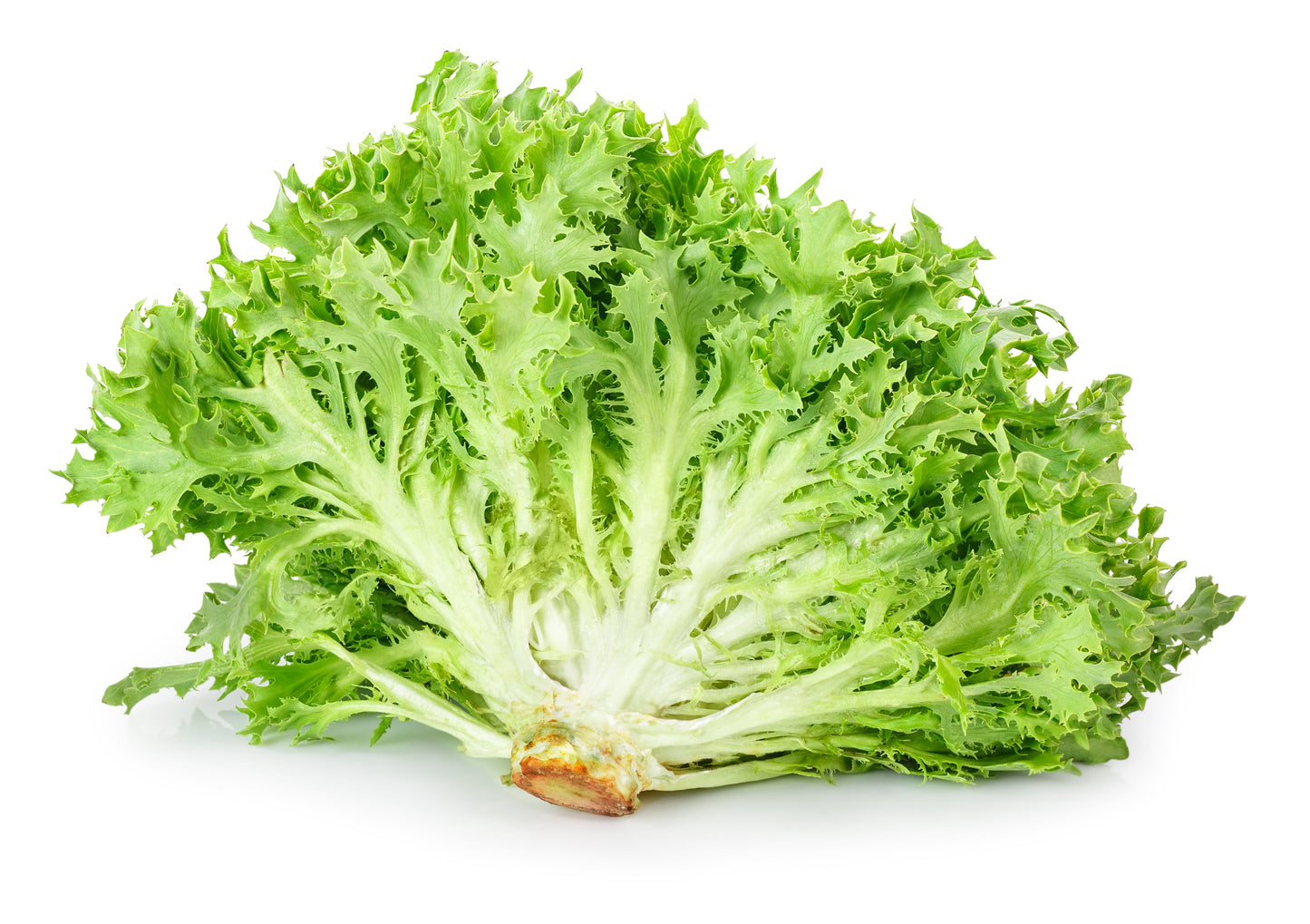 3000 GREEN CURLED ENDIVE (Frisée / Salad Endive / Moss Curled Endive / Escarole) Cichorium Endivia Vegetable Seeds