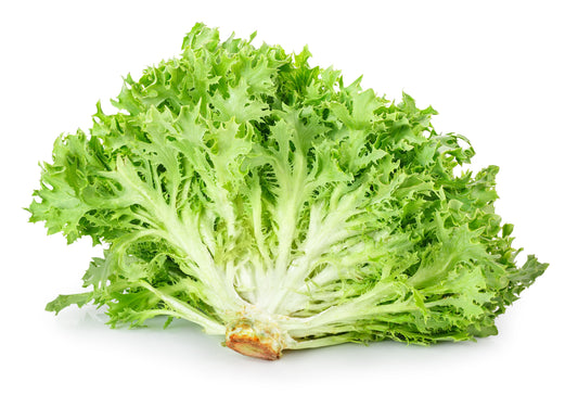 3000 GREEN CURLED ENDIVE (Frisée / Salad Endive / Moss Curled Endive / Escarole) Cichorium Endivia Vegetable Seeds