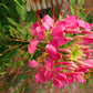 200 ROSE QUEEN CLEOME Hassleriana Spinosa Pink Spider Flower Seeds