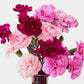 100 RAINBOW CARNATION Mix Mixed Colors Dianthus Caryophyllus Flower Seeds