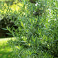 100 TARRAGON -  Kitchen / Common / Dragons Wort - Artemisia Dracunculus Flower Culinary Herb Seeds
