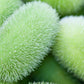 10 WOOLY BEAR GOURD Hedgehog Cucumis Dipsaceus Fuzzy Green Ornamental Seeds