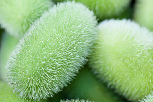 10 WOOLY BEAR GOURD Hedgehog Cucumis Dipsaceus Fuzzy Green Ornamental Seeds