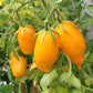40 BANANA LEGS TOMATO Heirloom Yellow Lycopersicon Fruit Vegetable Seeds