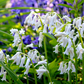 10 WOOD HYACINTH Mixed Colors English Woodland Spanish Bluebell Scilla Campanulata Hyacinthoides Hispanica Pink Purple White Flower Seeds
