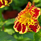 250 TIGER MONKEY Mixed Colors Mimulus Tigrinus Flower Seeds