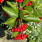 50 RED CHOKEBERRY Aronia Arbutifolia White Flower Fruit Shrub Seeds