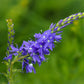 75 ROYAL BLUE SPEEDWELL Veronica Austriaca Teucrium Flower Seeds