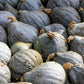 30 BLUE HUBBARD SQUASH New England Buttercup Cucurbita Pepo Vegetable Seeds