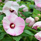 25 MIXED LUNA HIBISCUS Moscheutos Hardy Mixed Colors - Red, Hot Pink, Pink & White Swirl, and White Flower Seeds