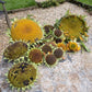 10 Early MAMMOTH RUSSIAN SUNFLOWER Helianthus Annuus Flower Seeds