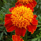 250 DWARF DOUBLE MARIGOLD ' Orange Flame ' Tagetes Patula French Red Flower Seeds