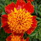 250 DWARF DOUBLE MARIGOLD ' Orange Flame ' Tagetes Patula French Red Flower Seeds